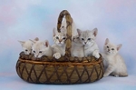 Australian Mist kittens in a basket