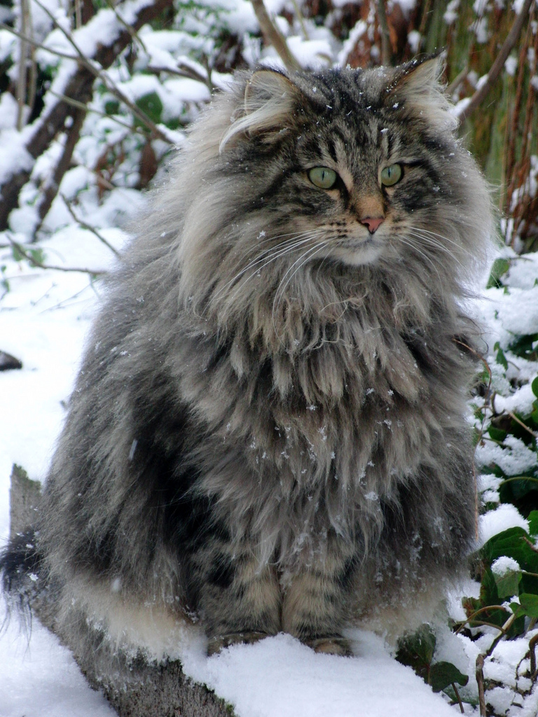 north forest cat