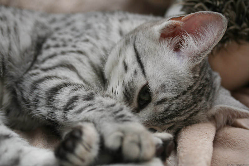 Brave's Cats Playful-egyptian-mau-kitten-photo