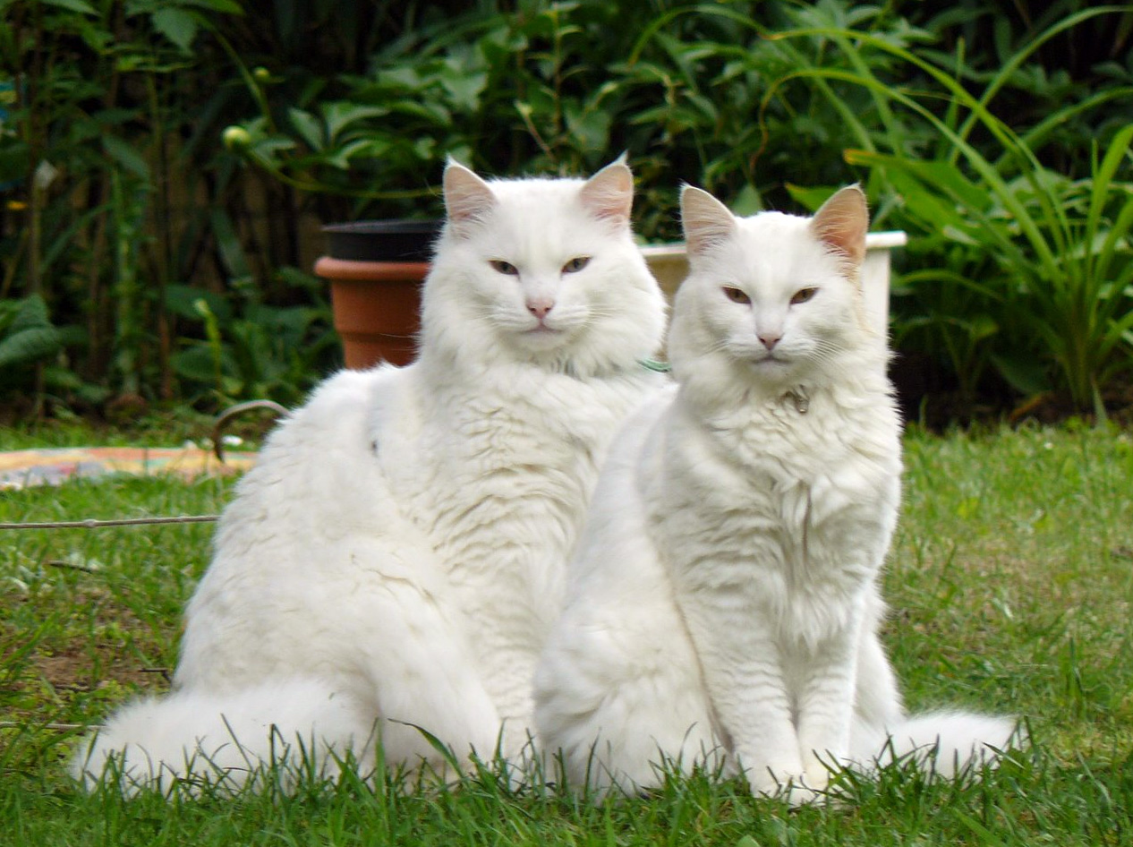 Две Норвежские лесные кошки  фото